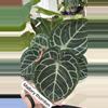 plant/Indo Portillae x HU Red Tiger Anthurium Seedling-2-thumbnail