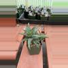 plant/Ps476 Aloe castilloniae ‘Blue’-0-thumbnail