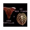 plant/Indo Portillae x HU Red Tiger Anthurium Seedling-0-thumbnail