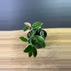 plant/Hoya Carnosa Albo 4” 1994-0-thumbnail