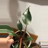 plant/Philodendron Pink Birkin 18-3-thumbnail
