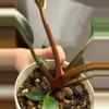 plant/Philodendron Pink Birkin 18-4-thumbnail