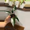 plant/Philodendron Pink Birkin 18-1-thumbnail