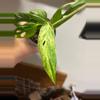 plant/Monstera Adansonii Mint 12-1-thumbnail
