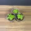 plant/3 pack - Pinguicula Primuliflora/ Butterwort - grower’s choice-1-thumbnail