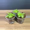 plant/3 pack - Pinguicula Primuliflora/ Butterwort - grower’s choice-0-thumbnail