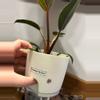 plant/Philodendron Pink Birkin 18-5-thumbnail