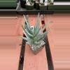 plant/Ps486 Aloe dichotoma-0-thumbnail