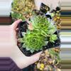 plant/Hardy Sempervivum, Hen & Chicks 5”-0-thumbnail