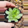 plant/Hardy Sempervivum, Hen & Chicks 2.5”-0-thumbnail