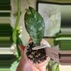 plant/Gunung gading ghost lightly rooted-0-thumbnail