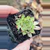 plant/Hardy Sempervivum, Hen & Chicks 2”-0-thumbnail