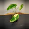 plant/Alocasia Venusta Aurea-1-thumbnail