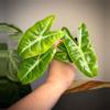 plant/Alocasia Longiloba 2 in pot-0-thumbnail