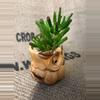plant/Gollum Jade in Owl Pot-1-thumbnail