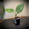 plant/Alocasia Blue Dragon-0-thumbnail