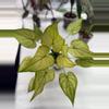 plant/Cuculatta Albo Mint Corm-0-thumbnail