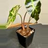 plant/Alocasia Amazonica Pink Polly - 2 in pot-3-thumbnail