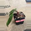 plant/Philodendron NOID-2-thumbnail