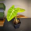 plant/Alocasia Frydek - High Color-0-thumbnail