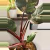 plant/Philodendron Red Anderson-3-thumbnail