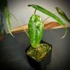 plant/Alocasia Venusta Aurea-2-thumbnail