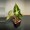 plant/Alocasia Amazonica Pink Polly - 2 in pot-2-thumbnail