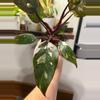 plant/Philodendron Red Anderson-0-thumbnail