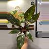 plant/Philodendron Red Anderson-1-thumbnail