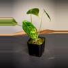 plant/Alocasia Venusta Aurea-0-thumbnail