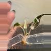 plant/Alocasia Pink Bambino 0303-0-thumbnail