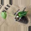 plant/Anthurium Brielle-3-thumbnail