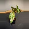 plant/Alocasia Amazonica Pink Polly - 2 in pot-0-thumbnail