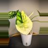 plant/Alocasia Dragon scale Albo CORM-0-thumbnail