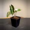 plant/Alocasia Amazonica Pink Polly-1-thumbnail