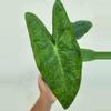plant/Alocasia Longiloba Green Galaxy CORM-0-thumbnail
