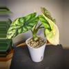 plant/Alocasia Dragon scale Albo CORM-1-thumbnail
