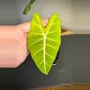 plant/Alocasia Frydek - High Color-1-thumbnail