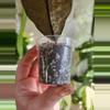 plant/Gunung gading ghost lightly rooted-2-thumbnail
