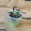 plant/Alocasia Loco (2 plants in pot)-4-thumbnail
