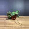 plant/Hoya Imbricata 4” 1966-2-thumbnail
