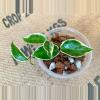 plant/Hoya Krimson Queen-2-thumbnail