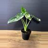 plant/Alocasia Macrorrhiza Appaloosa Gold 4” 2001-1-thumbnail