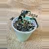 plant/Alocasia Loco (2 plants in pot)-1-thumbnail