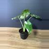 plant/Alocasia Macrorrhiza Appaloosa Gold 4” 2001-2-thumbnail