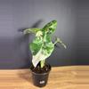 plant/Alocasia Macrorrhiza Appaloosa Gold 4” 2001-0-thumbnail