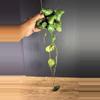 plant/Hoya Imbricata 4” 1966-0-thumbnail