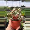 plant/Begonia Betsy 4” pot growers choice-1-thumbnail