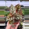 plant/Begonia Betsy 4” pot growers choice-0-thumbnail