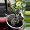 plant/Hoya lacunosa violet-0-thumbnail
